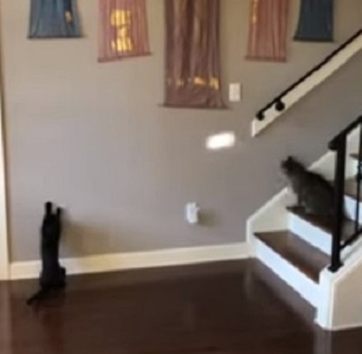 cat-catch2