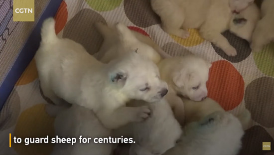 17puppies-4