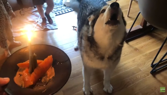 malamute-Birthday2