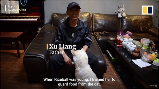 tutordog2