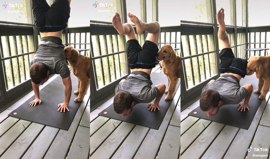 yogi_dog1