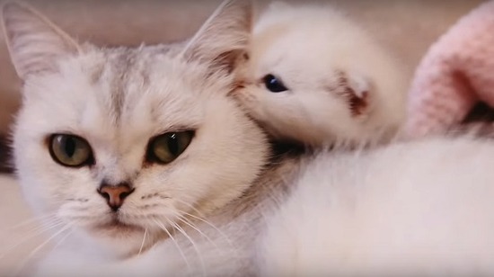 耳をカプ