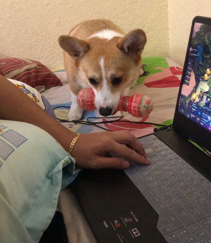 corgi-encroaches3