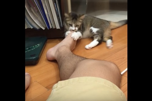 kusaineko_6