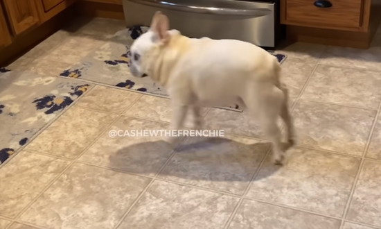 frenchie1