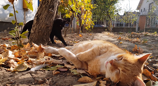 お昼寝を若いメス猫に邪魔されてしまったオス猫