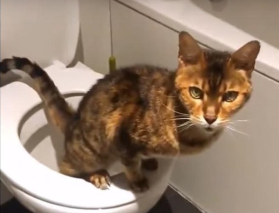 nekotoire1