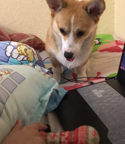 corgi-encroaches5