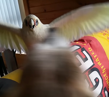 338