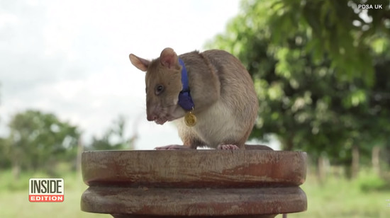 rat-gets-gold-medal1