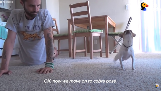 yoga-dog3
