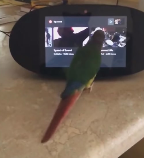 自分の好きな音楽をかけノリノリで踊り出すインコ3