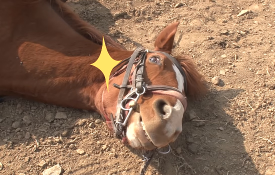 馬のストライキ 騎乗しようとすると やだ と倒れ込み死んだ振りをし出すお馬さんが面白い ハトポ 馬のストライキ 騎乗しようとすると やだ と倒れ込み死んだ振りをし出すお馬さんが面白い ハトポ