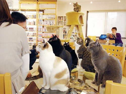 cafe-of-cats