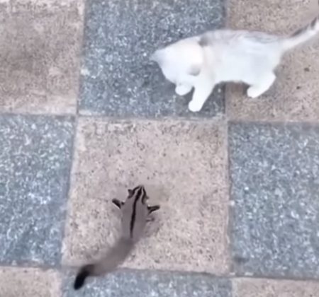 fukuromomonnga_neko1