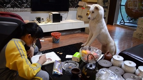 tutordog1-1