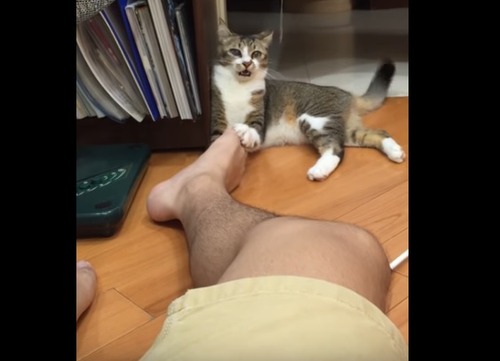 kusaineko_4