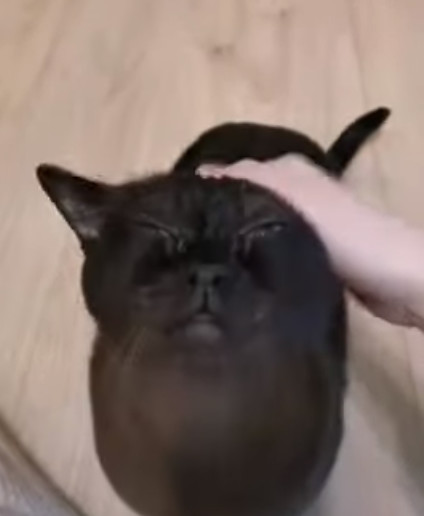 inunekoca3