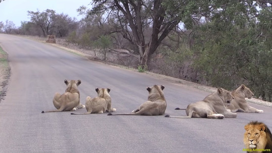 道路でくつろぐライオンの群れ2