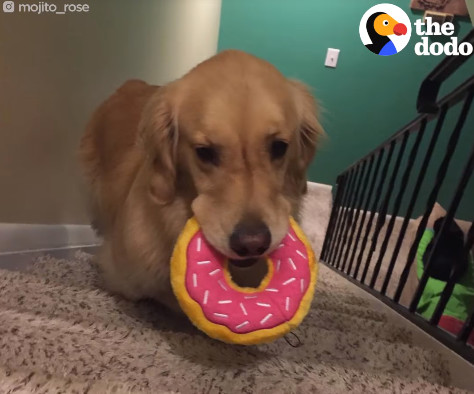 お気に入りのぬいぐるを持ってベッドに行く犬05