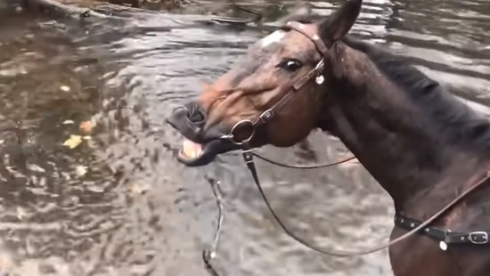 豪快なオナラをする前にニヤリと笑う馬が面白い ハトポ