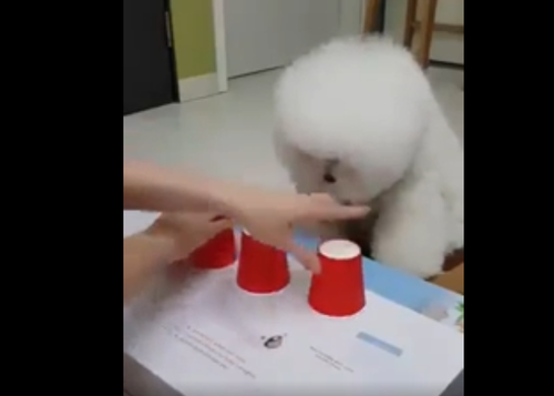 『どのコップに入っているか分かるかな?』おやつをかけて!もふもふな犬がシェルゲームに挑戦