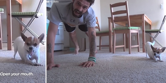 yoga-dog2