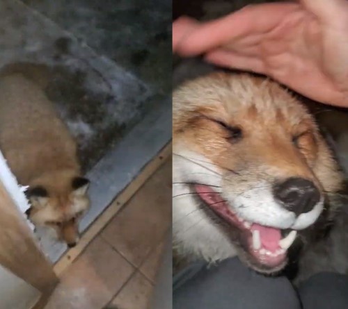 kitune2