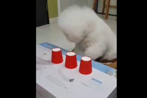 『どのコップに入っているか分かるかな?』おやつをかけて!もふもふな犬がシェルゲームに挑戦