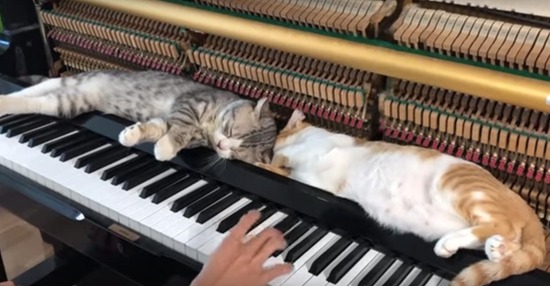 nekoken1