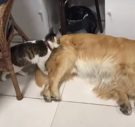 犬に乗っかって寝る猫2