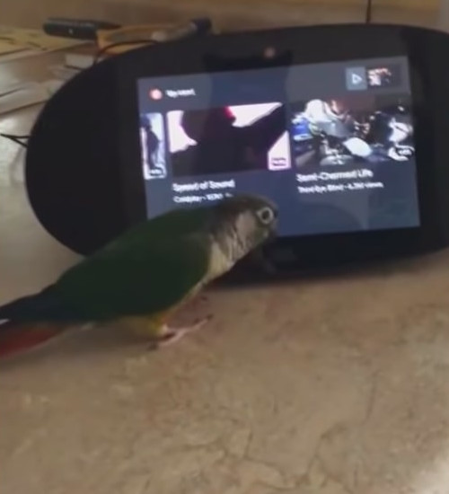自分の好きな音楽をかけノリノリで踊り出すインコ2