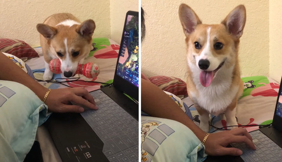 corgi-encroaches1200