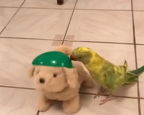 inu_inko2