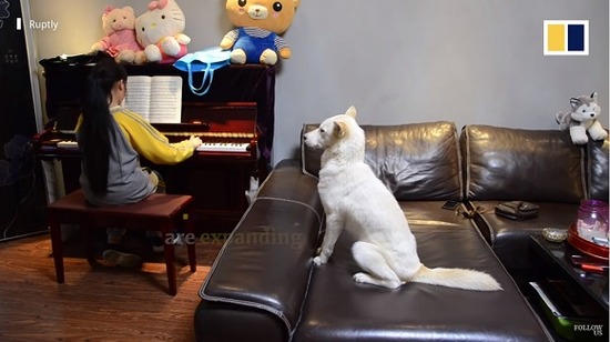 tutordog7