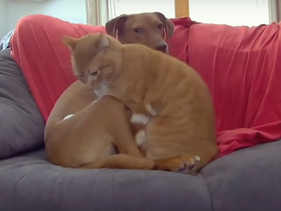 犬と猫がカップルにしか見えない2