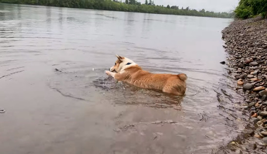 corgimizu_1200