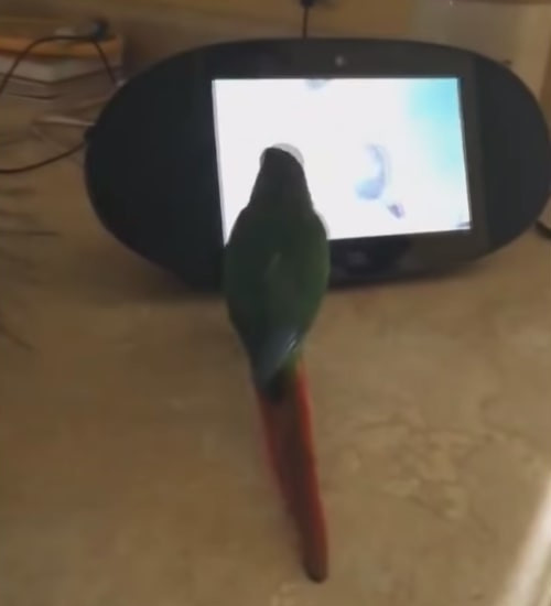 自分の好きな音楽をかけノリノリで踊り出すインコ5