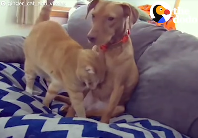 犬と猫がカップルにしか見えない3
