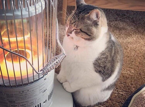 hi-ta-neko