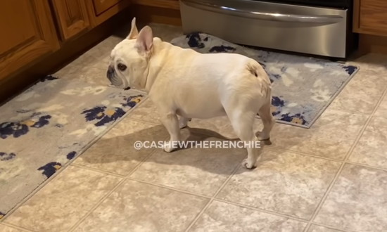 frenchie2