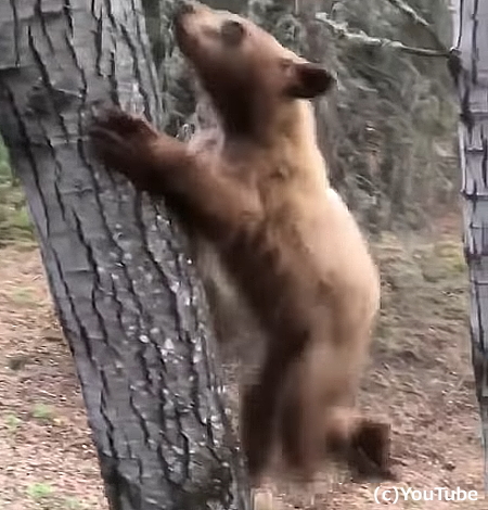 子熊を連れた母熊同士が大喧嘩 どちらの子熊も喧嘩が怖いらしく木の上に逃げる様子が可愛らしい ハトポ