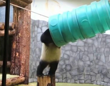 pandamosu4
