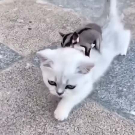 fukuromomonnga_neko6