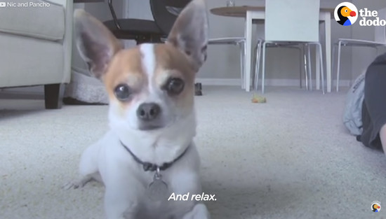 yoga-dog6