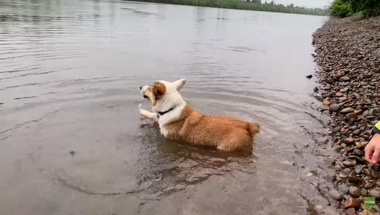corgimizu_2