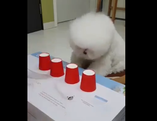 『どのコップに入っているか分かるかな?』おやつをかけて!もふもふな犬がシェルゲームに挑戦