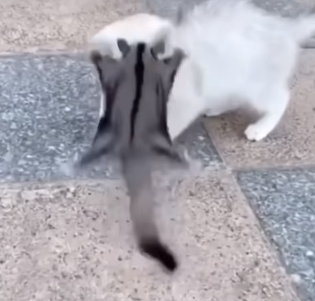 fukuromomonnga_neko2