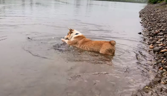 corgimizu_3