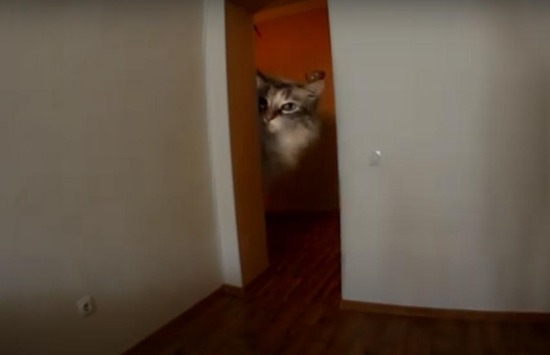 ookiineko3